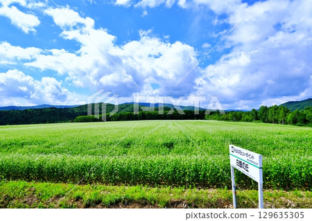 Buckwheat flower viewing point: Silver Hill (Horokanai Town, Hokkaido) 129635305