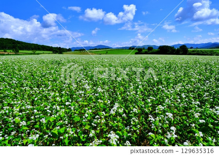 Buckwheat flower viewing point: Silver Hill (Horokanai Town, Hokkaido) 129635316