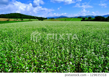 Buckwheat flower viewing point: Silver Hill (Horokanai Town, Hokkaido) 129635318