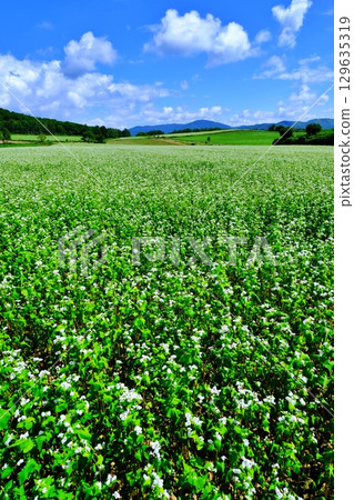 蕎麥花觀賞點：銀之丘（北海道幌加內町） 129635319