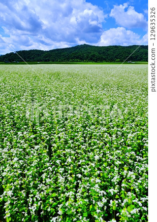 Buckwheat fields in Horokanai, Hokkaido Buckwheat fields in Horokanai, Hokkaido 129635326