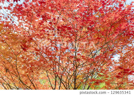 秋天的楓葉背景與紅葉 秋天的楓葉背景與紅葉 129635341