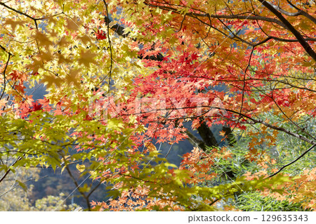 Autumn scenery with bright red maple leaves 129635343