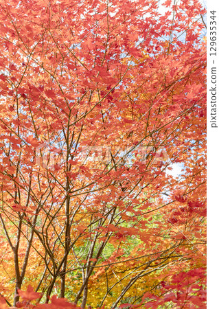 Autumn in Japan. A background of red maple leaves 129635344