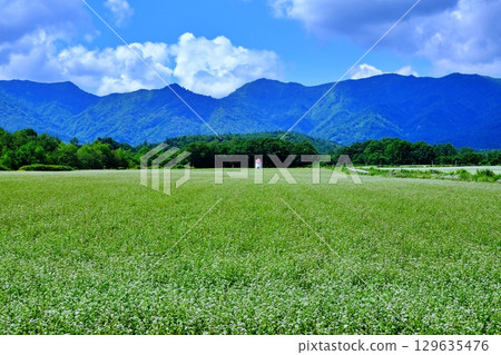 蕎麥田風景(北海道幌加內町) 蕎麥田風景(北海道幌加內町) 129635476