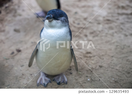 The Fairy penguin or blue penguin is so cute and local animal in phillip island,Australia 129635493