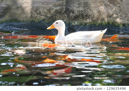 The white Duck is stay in nature garden 129635496