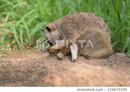 貓鼬的屁股很臭 129635500