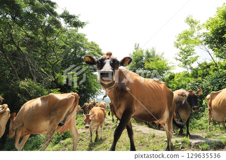 Kozu Farm (famous for its long queue of Jersey cows) 129635536