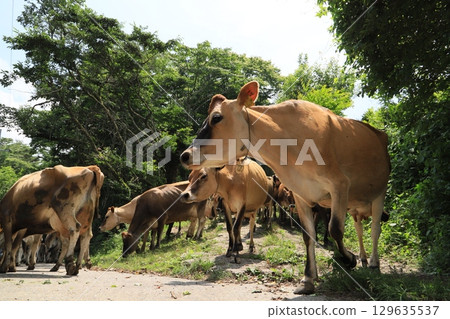 Kozu Farm (famous for its long queue of Jersey cows) 129635537
