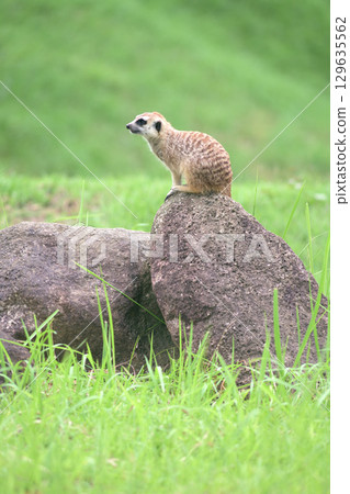 A meerkat climbing a stone and looking into the distance 129635562