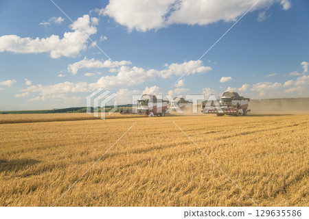 Combine harvesters working in an agricultural field by sunny summer day 129635586