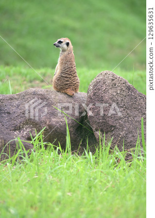 一隻貓鼬警戒地望著遠方 129635631