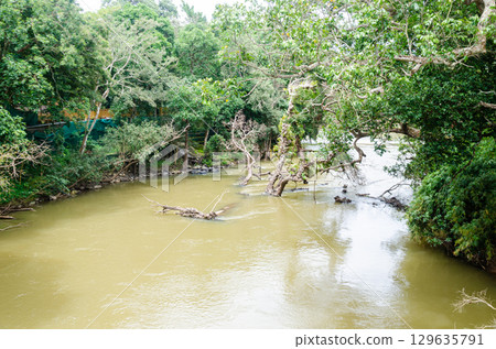 Kaveri River at Nisargadhama in Kushalnagar, Madikeri, Karnataka, India 129635791