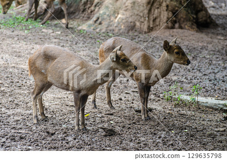 Two young hog deer calves 129635798