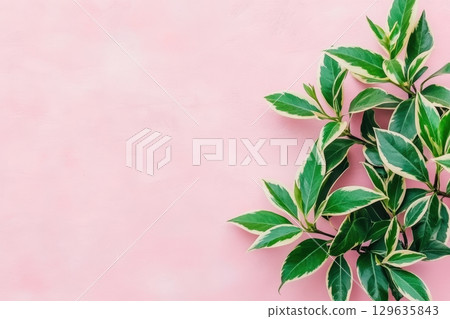 Green leaves with white edges on a pastel pink background create a calming aesthetic 129635843