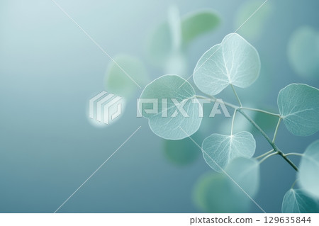 Delicate leaves showcasing translucent beauty against a soft background in natural lighting 129635844