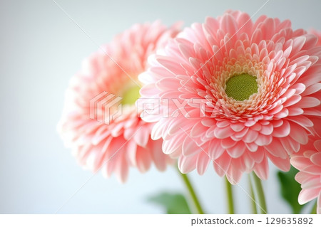 Beautiful pink gerbera daisies in full bloom with soft background lighting 129635892