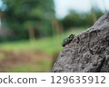 A tree frog resting on a rock in the forest 129635912