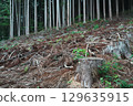 A part of the forest where cedar trees have been cut down 129635915