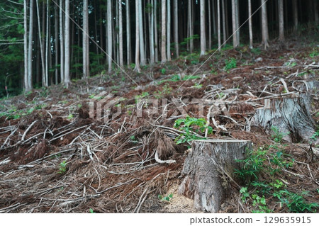 被砍伐的雪松林的一部分 129635915