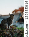 A stray cat looking up at the sky with a shrine in the background 129635916