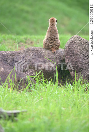 貓鼬有時會想獨處 129635918