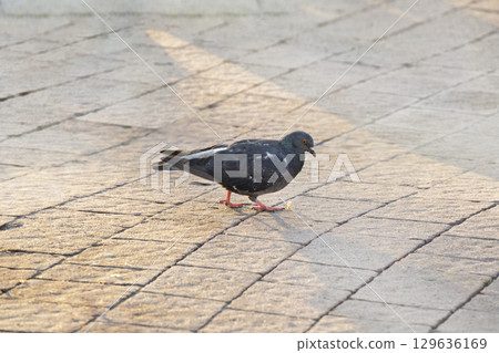 A single pigeon walks across a patterned paved ground, with sunlight creating interesting shadows and highlights. The bird is in focus, showing its typical urban environment. 129636169