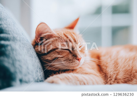Orange cat resting peacefully on soft couch in a cozy indoor setting during daylight hours 129636230