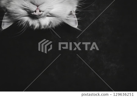 Cute white cat resting upside down with a calm expression in a dark setting 129636251