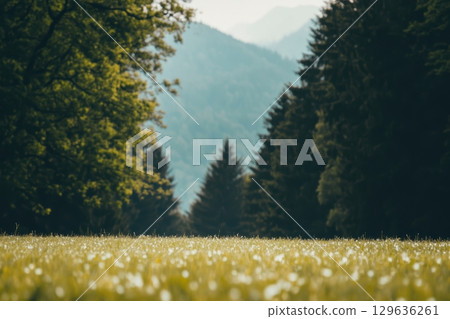 Lush green meadow with distant mountains and tall trees in early morning light Lush green meadow with distant mountains and tall trees in early morning light 129636261