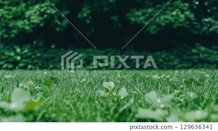 Green grass with scattered leaves in a lush park during the afternoon Green grass with scattered leaves in a lush park during the afternoon 129636341