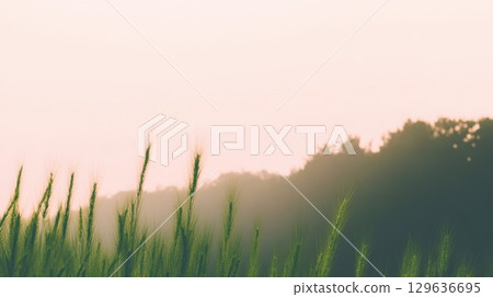 Morning mist blankets a serene meadow at sunrise with gentle grass swaying in the breeze 129636695