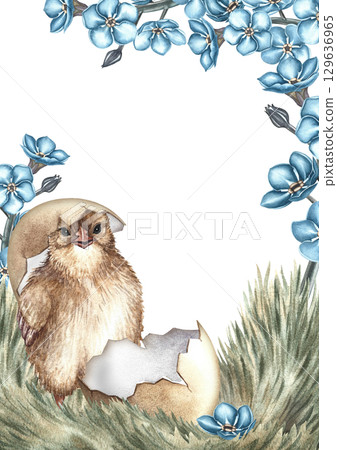 An Easter card. A hatched chicken on the grass surrounded by forget-me-nots. A hand-drawn watercolor illustration. For making greeting cards and invitations for Easter. For packaging, labels, banners. 129636965