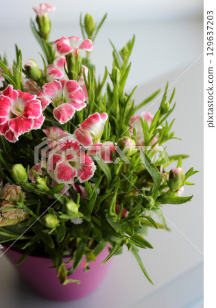 Pink Flower Pot With Blooming Bunch Of Pink Wild Carnations On A White Shelf Pink Flower Pot With Blooming Bunch Of Pink Wild Carnations On A White Shelf 129637203
