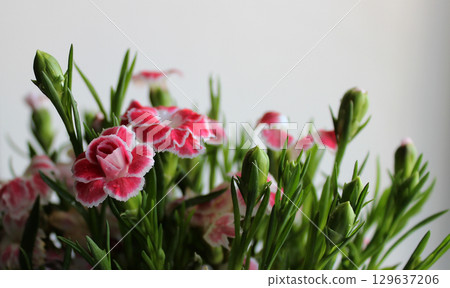 Soft Flowers And First Buds Of Wild Carnation On White Background  129637206