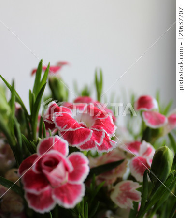 Bouquet Of Young Blooming Carnation Isolated On White Closeup Stock Photo Bouquet Of Young Blooming Carnation Isolated On White Closeup Stock Photo 129637207