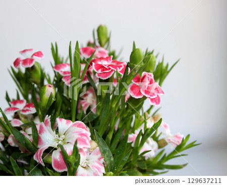 Bunch Of Blooming Wild Carnation Isolated On White Bunch Of Blooming Wild Carnation Isolated On White 129637211