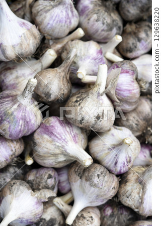 Harvest of fresh garlic. Garlic bulbs close-up. Background of beautiful and ripe garlic bulbs. 129638220