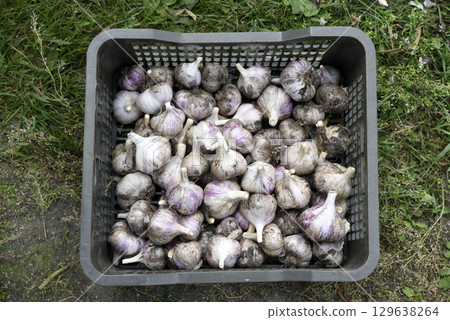 Garlic fruits in a plastic basket. Garlic harvest in autumn. Grey garlic bulbs. Garlic fruits in a plastic basket. Garlic harvest in autumn. Grey garlic bulbs. 129638264