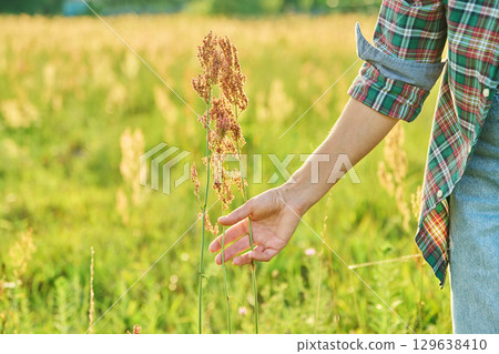 Hands holding sorrel plant with dry seeds, summer meadow background 129638410