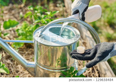 Gardener adding liquid fertilizer to a garden watering can Gardener adding liquid fertilizer to a garden watering can 129638484