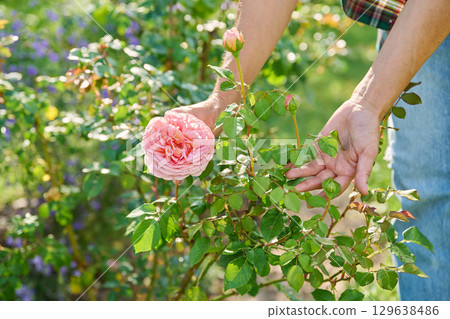Close up of blooming rose bush, female showing flower to camera Close up of blooming rose bush, female showing flower to camera 129638486