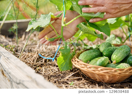 Close up of cucumber plants growing on mulched straw, woman's hands showing cucumber Close up of cucumber plants growing on mulched straw, woman's hands showing cucumber 129638488