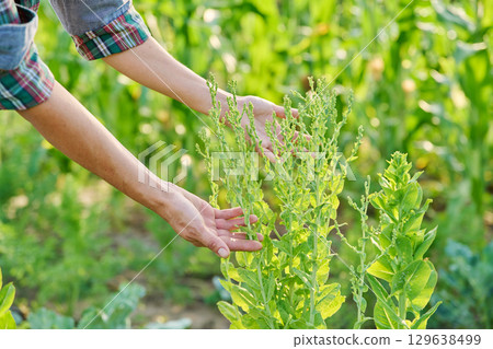 Blooming lettuce plant in woman hands close up, plant in summer garden Blooming lettuce plant in woman hands close up, plant in summer garden 129638499