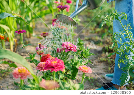 Close-up of watering can in hands watering zinnia flowers in summer garden Close-up of watering can in hands watering zinnia flowers in summer garden 129638500