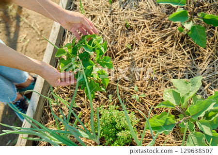 Close up of young bell paper plant in vegetable garden, woman hands showing plant 129638507