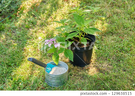 Close-up of Hydrangea plant in pot and granular fertilizer, outdoor in garden, top view 129638515