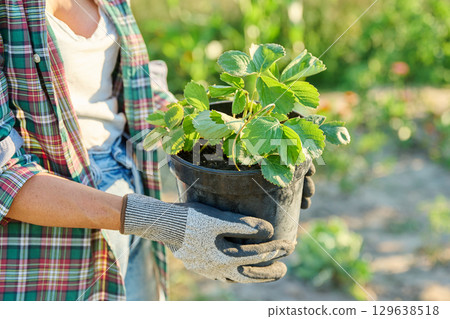 Woman holding strawberry plant in pot in garden 129638518