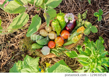 Top view of basket with summer harvest of many different vegetables, herbs 129638526
